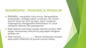 Sistem saraf pada manusia mempunyai sifat seperti mengatur yang tentunya sangat kompleks dan juga khusus. General Sense I Njoman Widajadnja Ppt Download