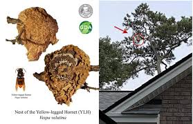 Image result for Melhania velutina