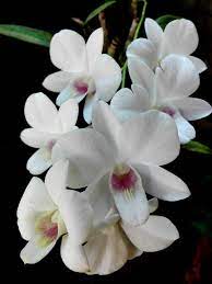 Dendrobium Orchids Dendrobium Orchids Beautiful Flowers Beautiful Orchids
