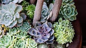 3.5 inches / 48 pcs plastic plant pots, gardening containers, planters, perfect for indoor and outdoor decoration, garden, kitchen, flower, succulents (white) 4.5 out of 5 stars 47 $18.99 $ 18. Succulent Container Designs To Win Major Style Points Anywhere Sunset Sunset Magazine