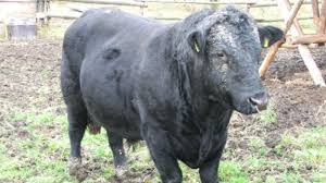 Visit our aberdeen angus society portal page to find pedigree aberdeen angus cattle for sale. German Angus Beef2live Eat Beef Live Better