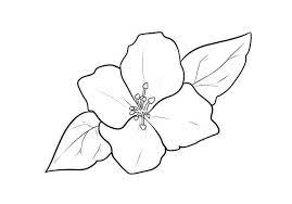 Bunga png and bunga transparent clipart free download cleanpng. Sketsa Bunga Lakaran Lukisan Bunga Raya