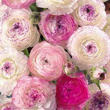 Ranunculus Giveaway Ranunculus Flowers Pink Wedding Flowers Flowers