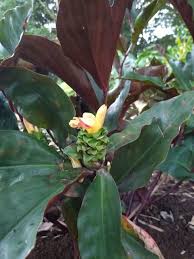 Image result for Costus afer
