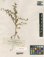 Image result for Crotalaria spinosa