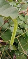 Image result for Canavalia ensiformis