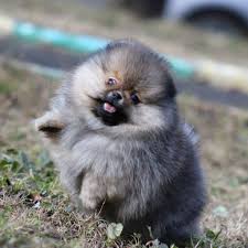 Available For Sale Girl 2 5 Months Red Sable Pomeranian Pomeranian Puppy Pomeranian Dog Puppies