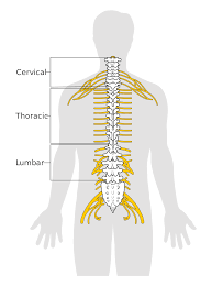 Acesta functie nu poate fi considerata separat de cea reflexa. MÄƒduva SpinÄƒrii Wikipedia