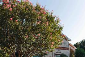 Does your flower resemble this? 10 Great Trees For Small Yards