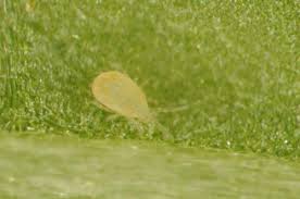 Natural enemies are subjected to continuous deterioration in populations especially in modern the population of natural enemies in crops can be increased by providing mixed diets of prey and/or however, the efficiency of habitat management is likely to be better when it is complemented with the. Not All Predators Are Equal Miticide Non Target Effects And Differential Selectivity Pest Management Science X Mol