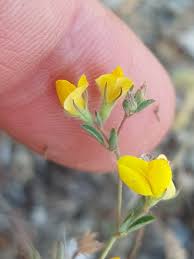 Image result for Lotus namulensis