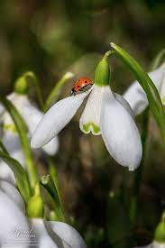 Pin By Marina On Ladybird Ladybug Spring Charms Ladybird