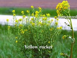 We did not find results for: What Is That Yellow Flowered Plant Farmdoc