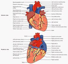 Labeled Diagram Of The Heart Pig Heart Dissection Handout
