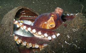 Il polpo (octopus vulgaris) è un mollusco cefalopode della famiglia octopodidae. Il Polpo Questo Sconosciuto Juzaphoto