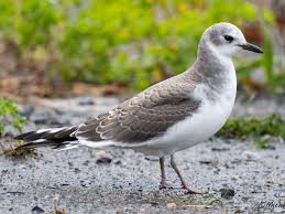 Image result for Sabicea orientalis