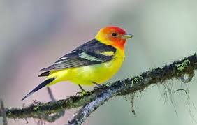 Birds Of Western Washington Identification Pacific Northwest Birds Western Tanager Male Eastern Washington Backyard Birds Birds Beautiful Birds