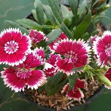 Dalam bahasa inggris disebut carnation. Jual Bunga Anyelir Merah Putih Di Lapak Flora Indonesia Bukalapak