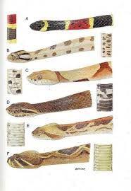 Image Result For Australian Snakes Identification Chart
