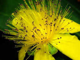 Image result for Melasma calycinum