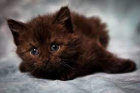 Get great deals on ebay! Pin On Kittens
