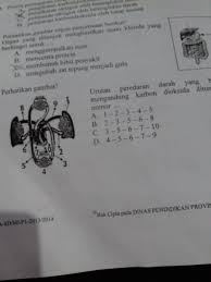 Urutan Peredaran Darah Yang Banyak Mengandung Karbondioksida Brainly Co Id