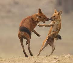 проект по окружающему миру 4 класс красная книга россии Dholes Wild Dogs Animals Wild African Wild Dog