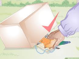 How To Make A Bird Trap With Pictures Wikihow 'now that's what i call a tourist trap.' how to make a bird trap with pictures