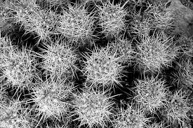 This free pack features the cactus desert of joshua tree. Joshua Tree National Park United States Sharp B And W Cactus Desert Mojave Desert Black And White Piqsels