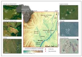 Image result for Phacelurus gabonensis