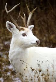 Chemin Des Muguets The White Deer Of The Senecas Animals Albino Animals Cute Animals