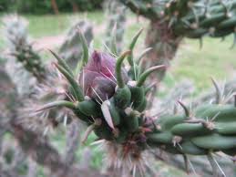 Image result for Lactuca imbricata