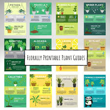 Printable Plant Care Guides House Plants Print Plant Poster Etsy In 2020 Plant Care Plant Care Houseplant House Plant Care