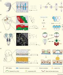 The main function of the centrosomes is to stimulate the production of and organize the distribution and orientation of microtubules in the cell. Cell Division Orientation In Animals Sciencedirect