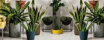 The botanical name of the snake plant is sansevieria trifasciata. Buy Indoor Plants For Air Purification Air Purifying Plants Online In Delhi Green Decor