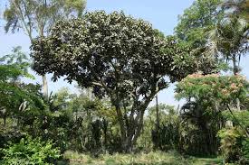 Image result for Ficus lutea
