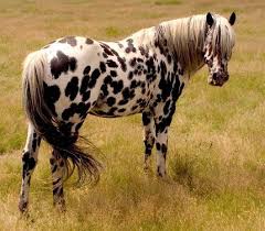 Appaloosa is an american western film directed by ed harris. Pratt Sully Fire Drea Foundation Appaloosa Appaloosa Horses Horses Beautiful Horses