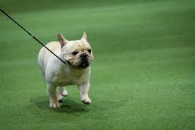 Akc actively advocates for responsible dog ownership and is dedicated to. 5 Dog Breeds That Have Never Won The Westminster Dog Show Lifestyle Newschain