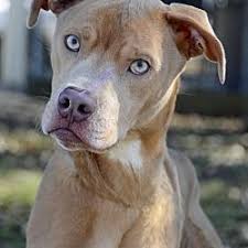 We did not find results for: Pin On Pitbulls Bullies