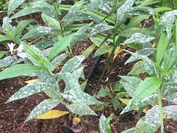 Maybe you would like to learn more about one of these? I M Giving Up On Garden Phlox