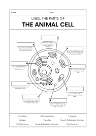 Collection of animal cell black and white (23) typical animal cell diagram without labels black and white cell Black And White Lined Animal Cell Biology Worksheet