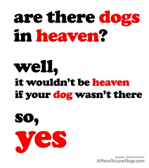 Birds Of The Air And Lilies Of The Field Look At The Birds Of The Air And Consider The Lilies Of The Field Matthew 6 25 26 Of Course Dogs Are In Heaven Dog Heaven Dog Quotes I Love Dogs