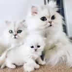 Chinchilla persian cat for sale - May 2020 - NewsNow