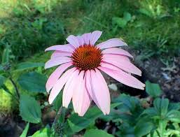 Image result for Commelina purpurea