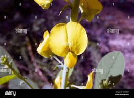 Image result for Crotalaria senegalensis