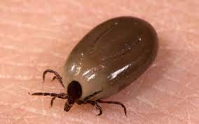 France Launches Tick Alert App In Frantic Bid To Map Lyme Disease Explosion As Blight Moves North