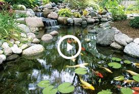 Uv Clarifiers The Pond Guy