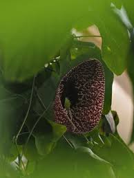 Image result for Aristolochia littoralis