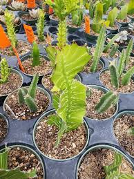Image result for Euphorbia