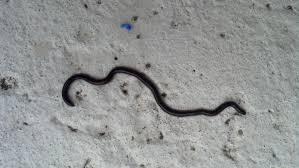 A red face and red blotches surrounded by black bands are good field identification clues. Readers Write In What Is This Snake In My Pool Skimmer Living Alongside Wildlife